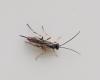 Campopleginae inconnu